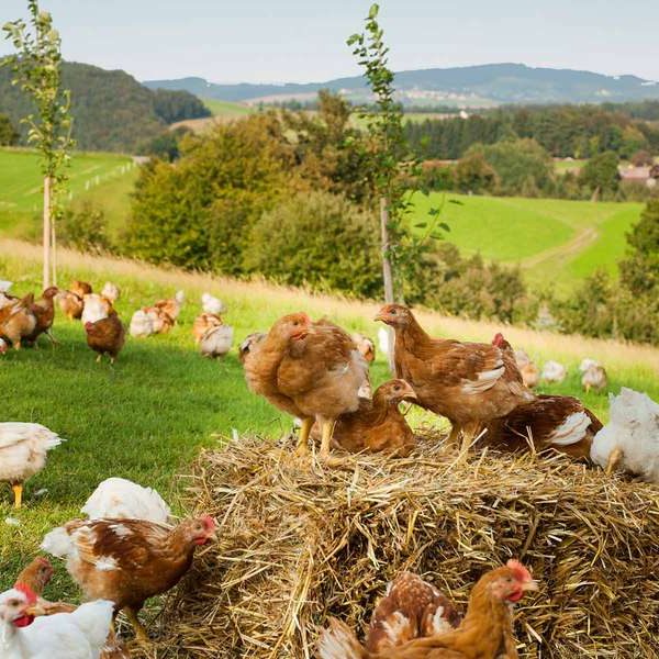 Freilaufende Hühner auf einer Wiese rund um einen Strohballen vor hügeliger Landschaft.